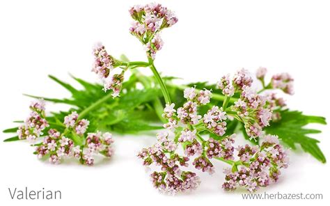 Valerian .